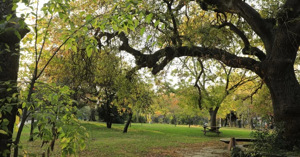 Cómo disfrutar de un día de campo perfecto: consejos y actividades