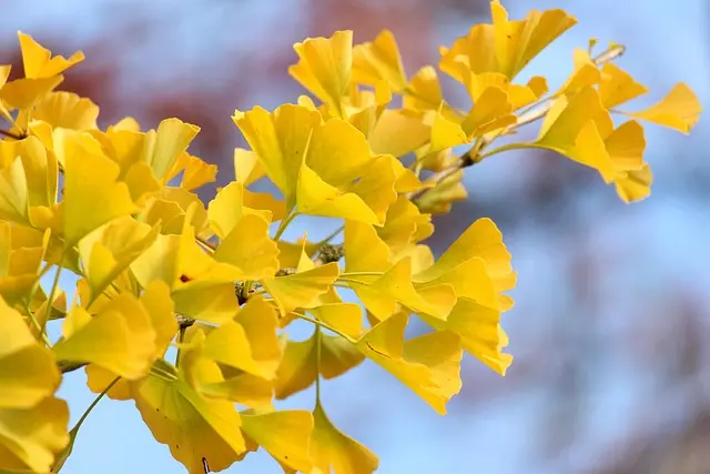 Las mejores actividades para disfrutar del otoño al aire libre