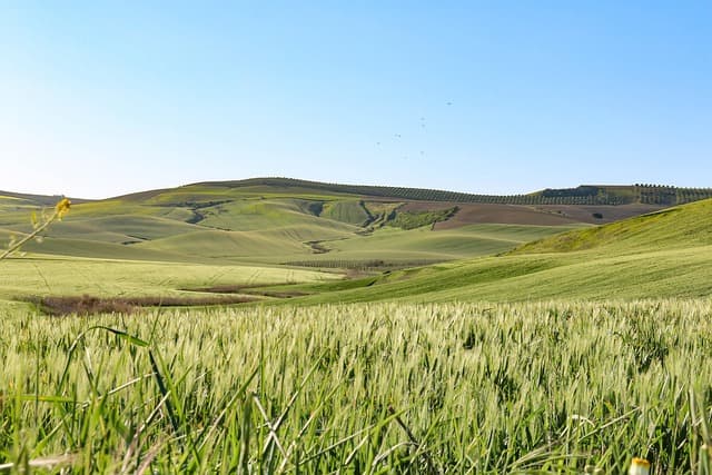 Cómo disfrutar de un día perfecto en el campo: consejos y actividades